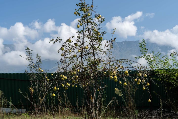 Peace @ Rahat - Image 4