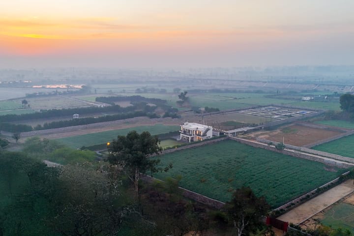 Olive Farms - Image 4