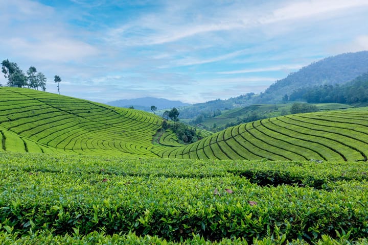 Peppermint @ Arya Treetops And Tea Trails - Image 4