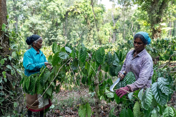 Lotus Lumiere - Image 4