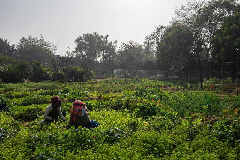 Apple Farms - Sohna – photo 25