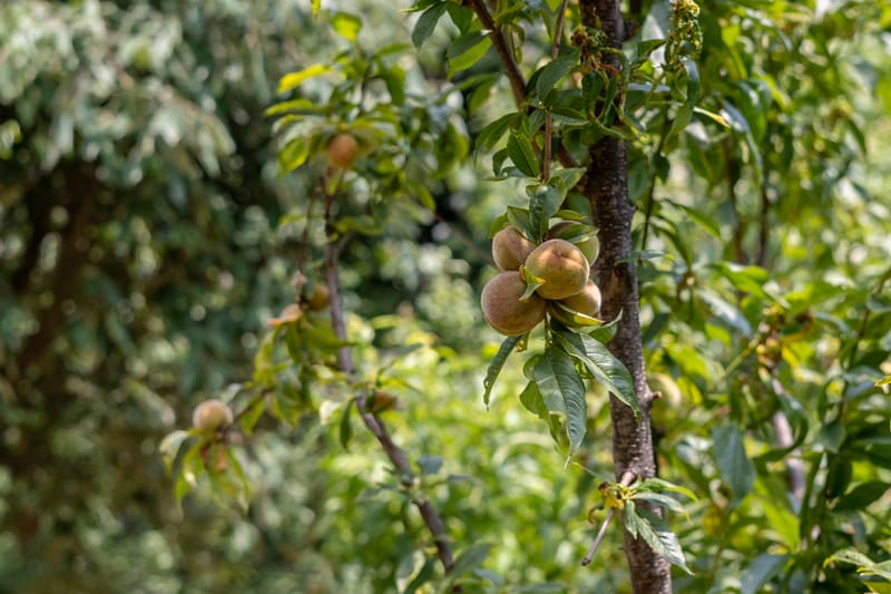 Plaksha  – photo 48