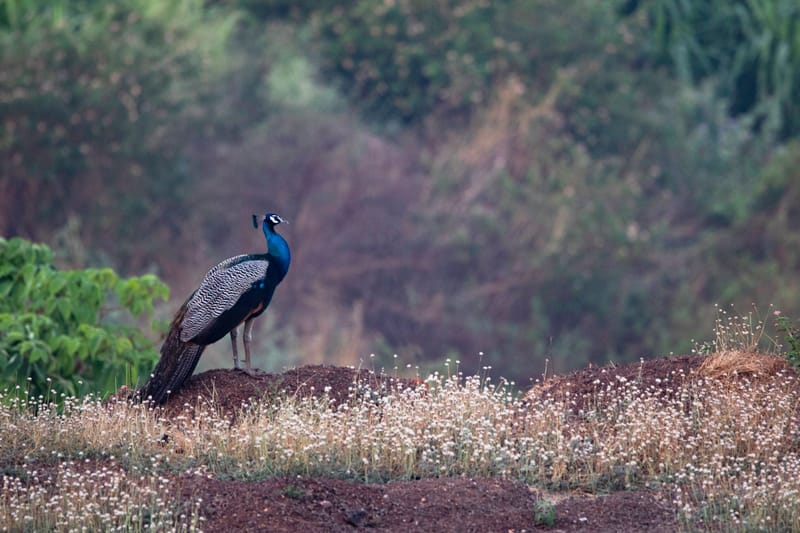 Embrace @ Sunset On The Lake - Igatpuri – photo 17