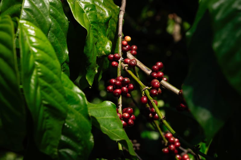 Coffeeshire – photo 38