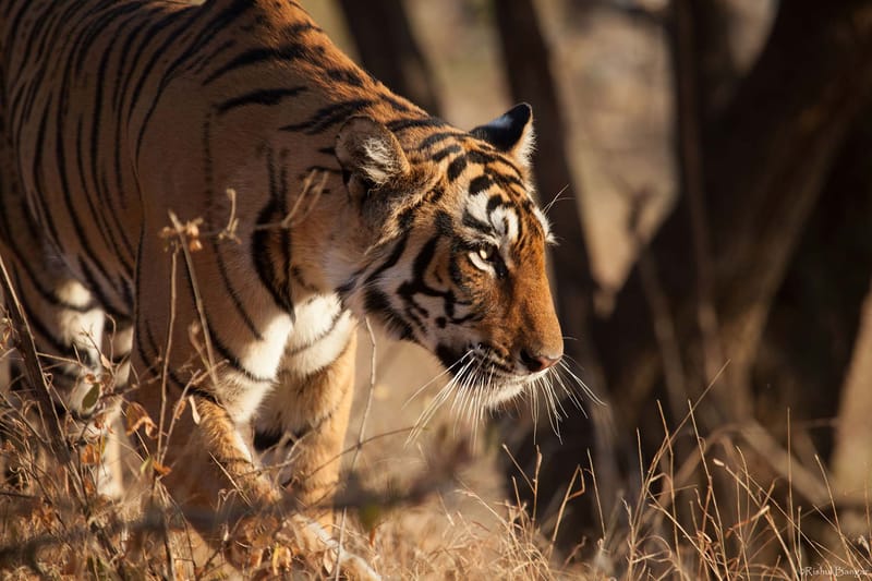 Safari @ Rolling Hills – photo 26