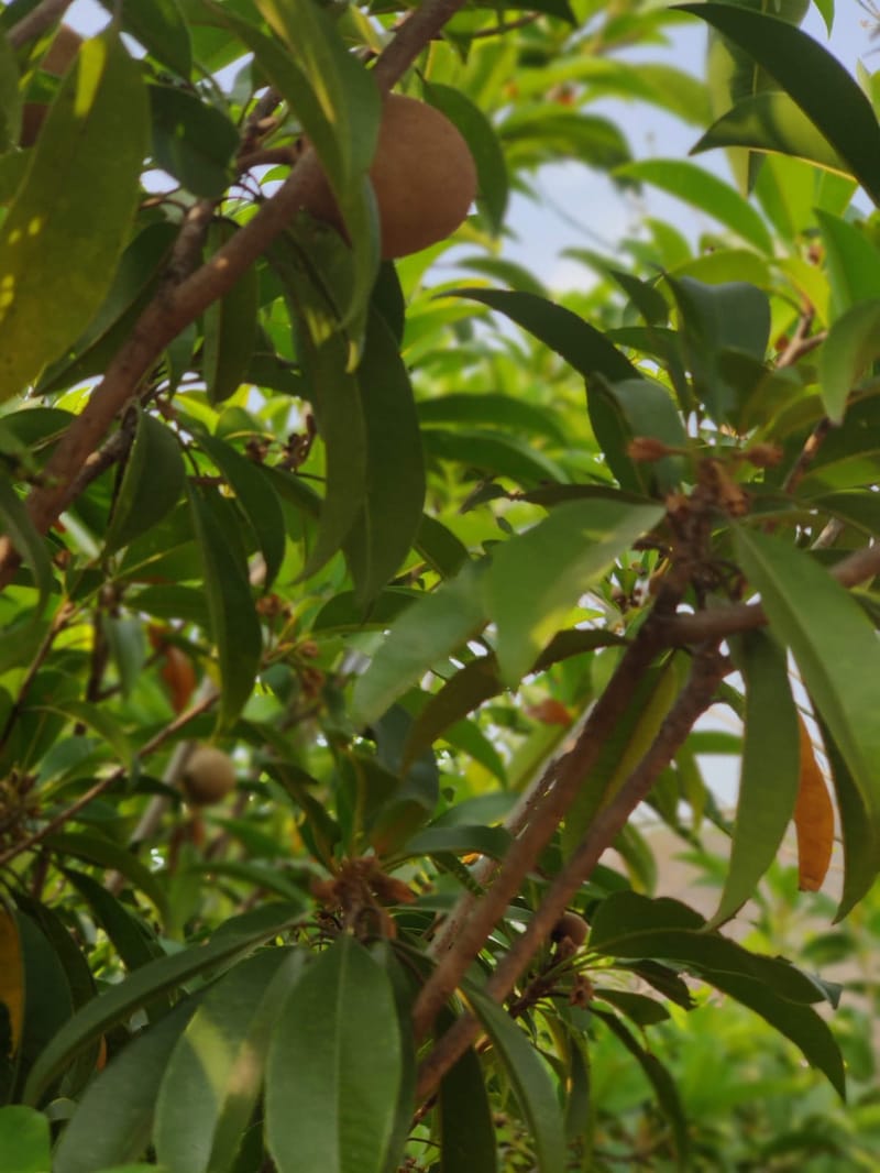 SanvinaFarm - Karjat – photo 55