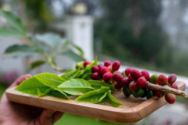 Aashirwaad Villa - Coonoor – photo 32