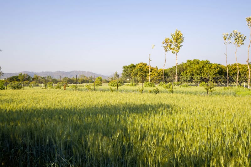 Farm Naturelle | Pet-friendly 3-BHK Farmhouse Near Jim Corbett With Garden, Terrace & Orchards  – photo 44