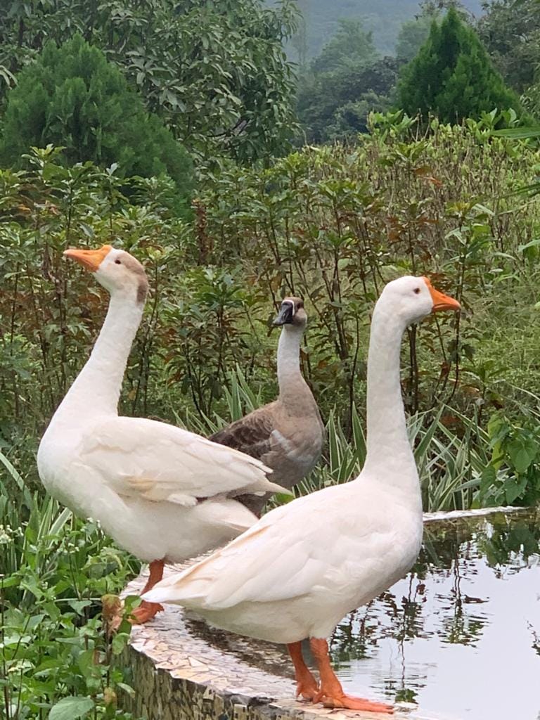 SanvinaFarm - Karjat – photo 56