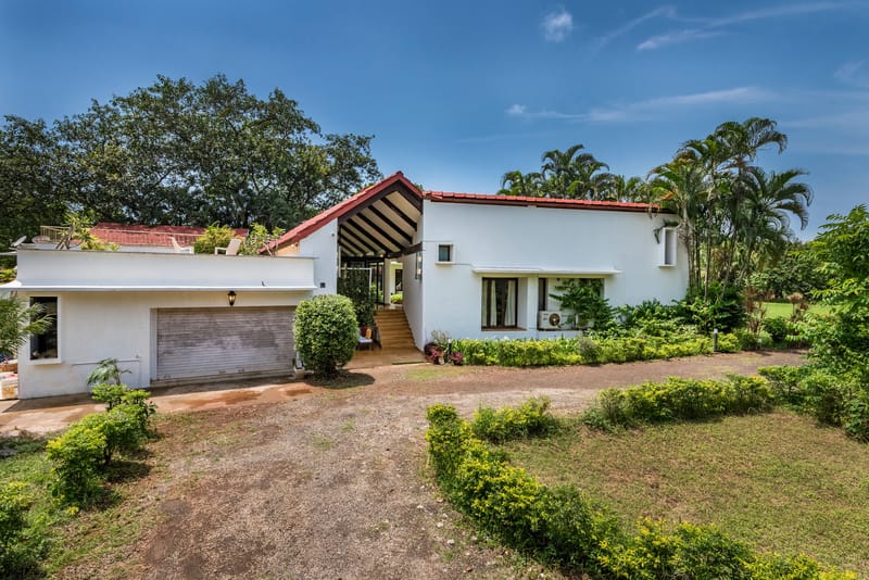 Elderflower - Alibaug, Maharashtra – photo 12