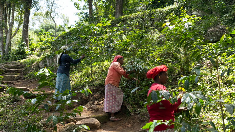 Nandanvan Estate - Coffee Estate Near Kodaikanal, Tamil Nadu – photo 33