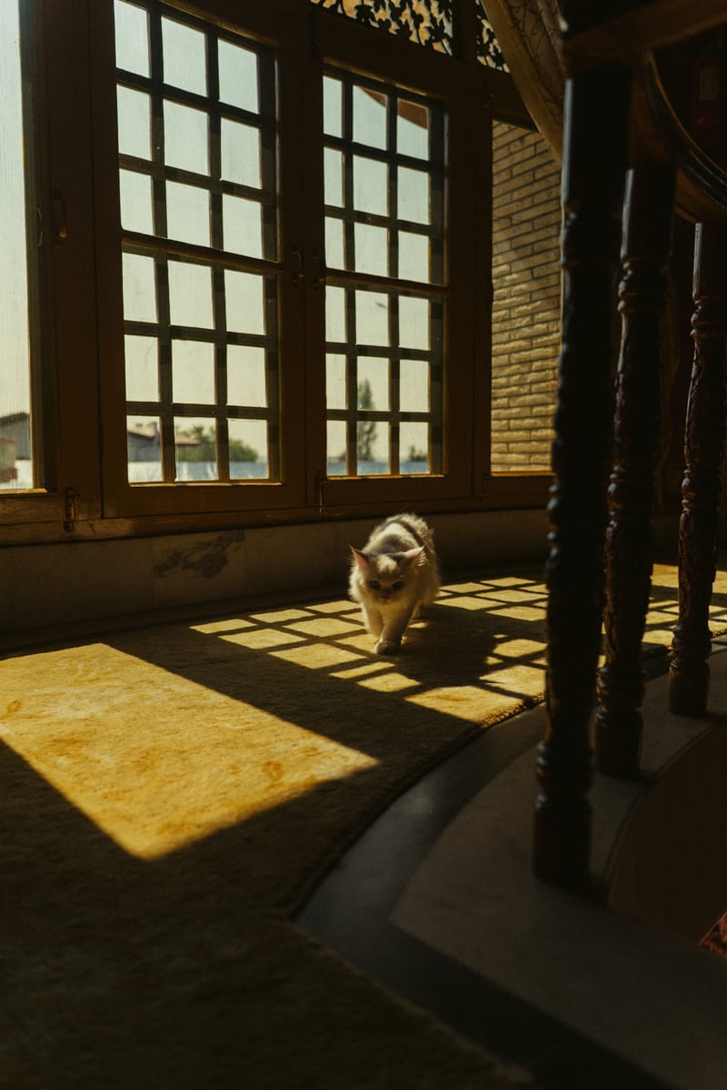 King Mahal – photo 56