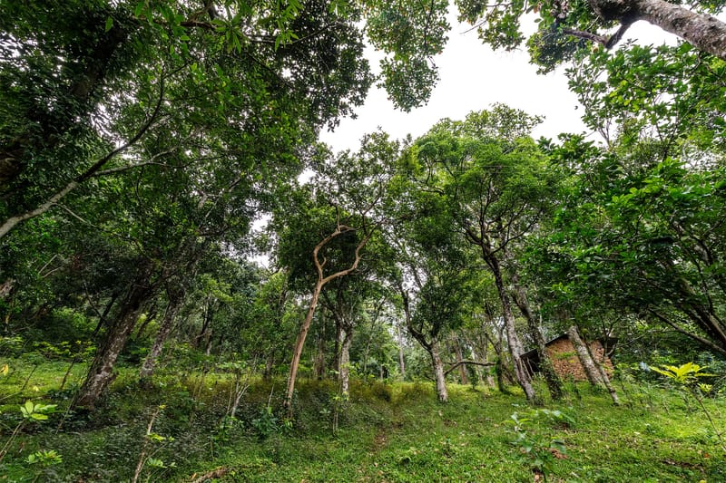 Nandanvan Estate - Coffee Estate Near Kodaikanal, Tamil Nadu – photo 40