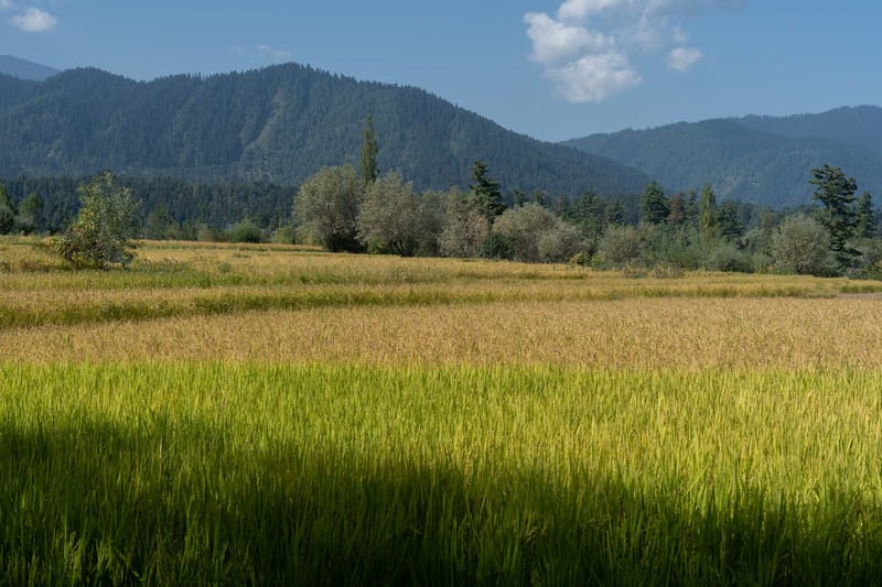 Teak @ Swiss Chalet - Tangmarg - 3BR – photo 20