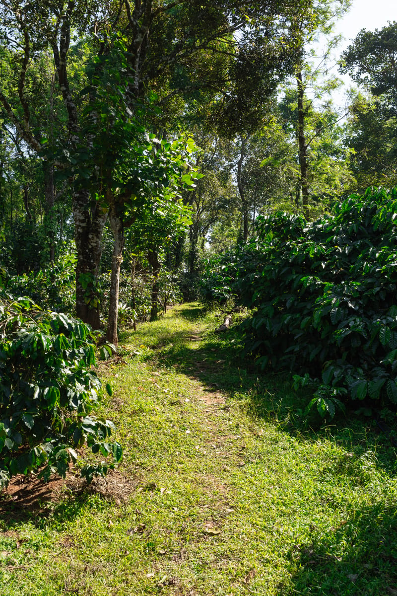 Coffeeshire – photo 39