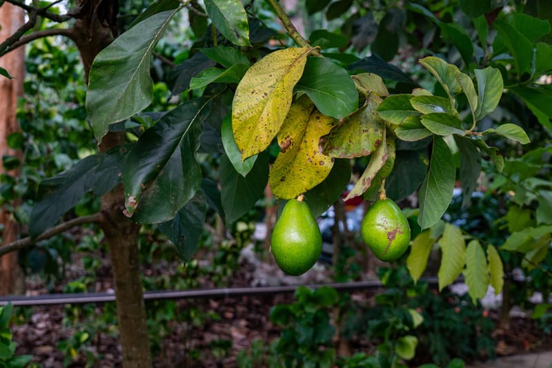 Avocado Cottages Executive Room | Pet-friendly Stay With Private Patio & Common Garden Amid Avocado & Coffee Estate Plantation – photo 13