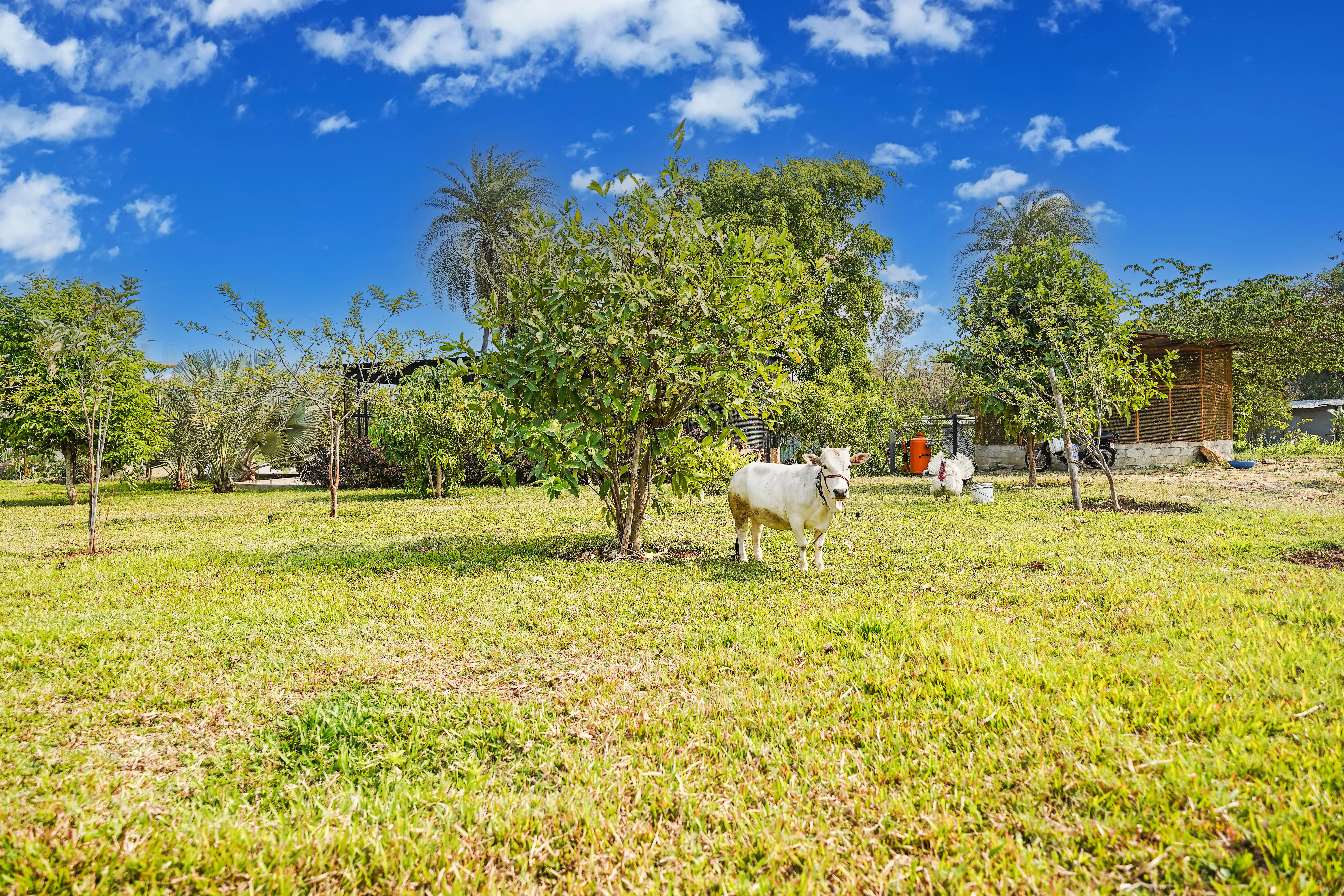 Urvi Grand Luxe Suite | Serene Farmstay With Garden, Common Pool & Dining Area - Image 4