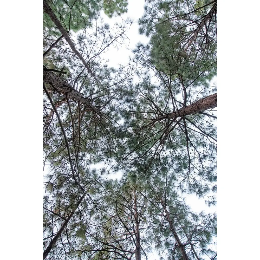 Srivasa - Misty Pine Cottage, Mussoorie