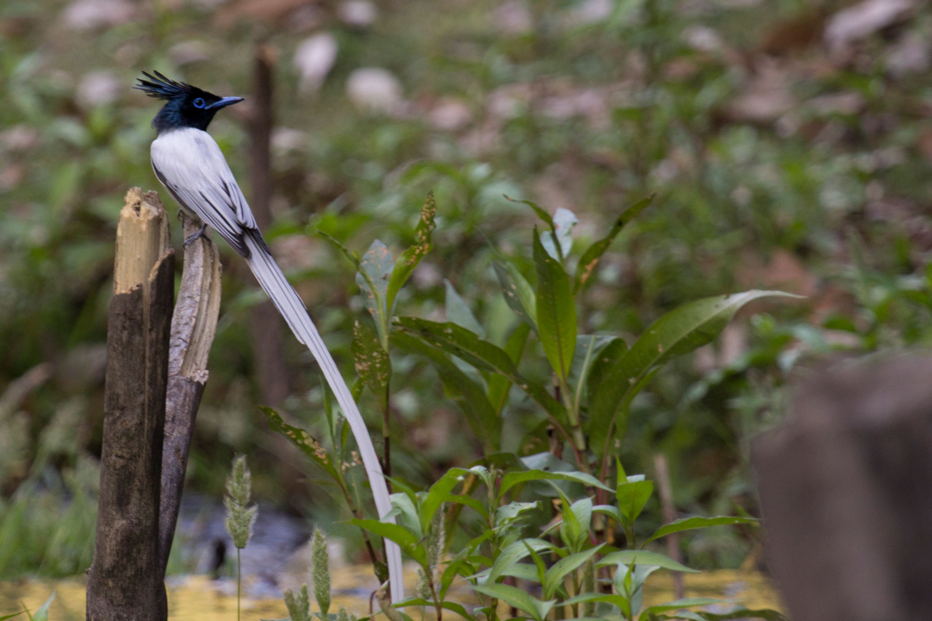 Jolly @ Mistletoe House - Image 3