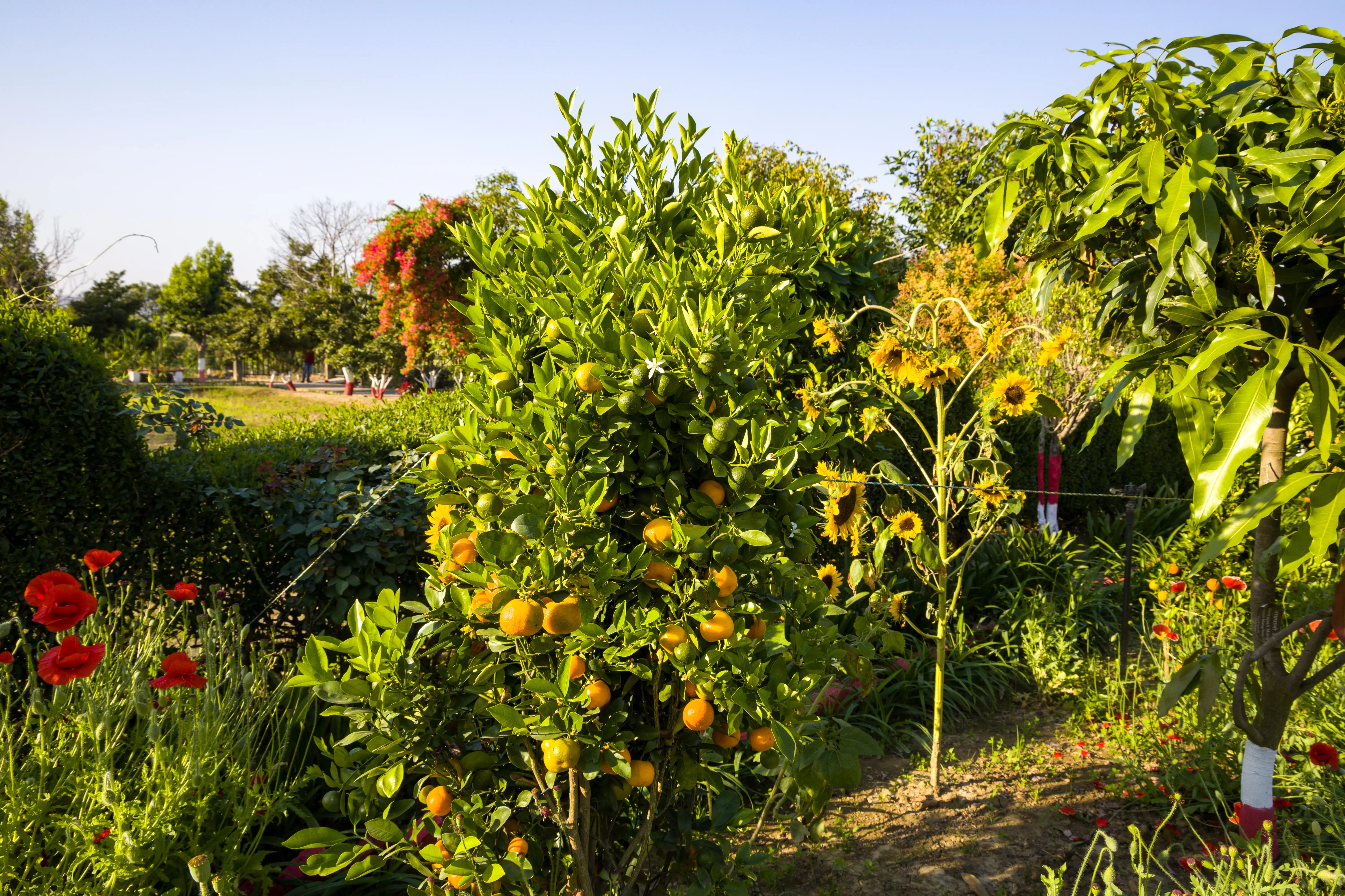 Farm Naturelle | Pet-friendly 3-BHK Farmhouse Near Jim Corbett With Garden, Terrace & Orchards 