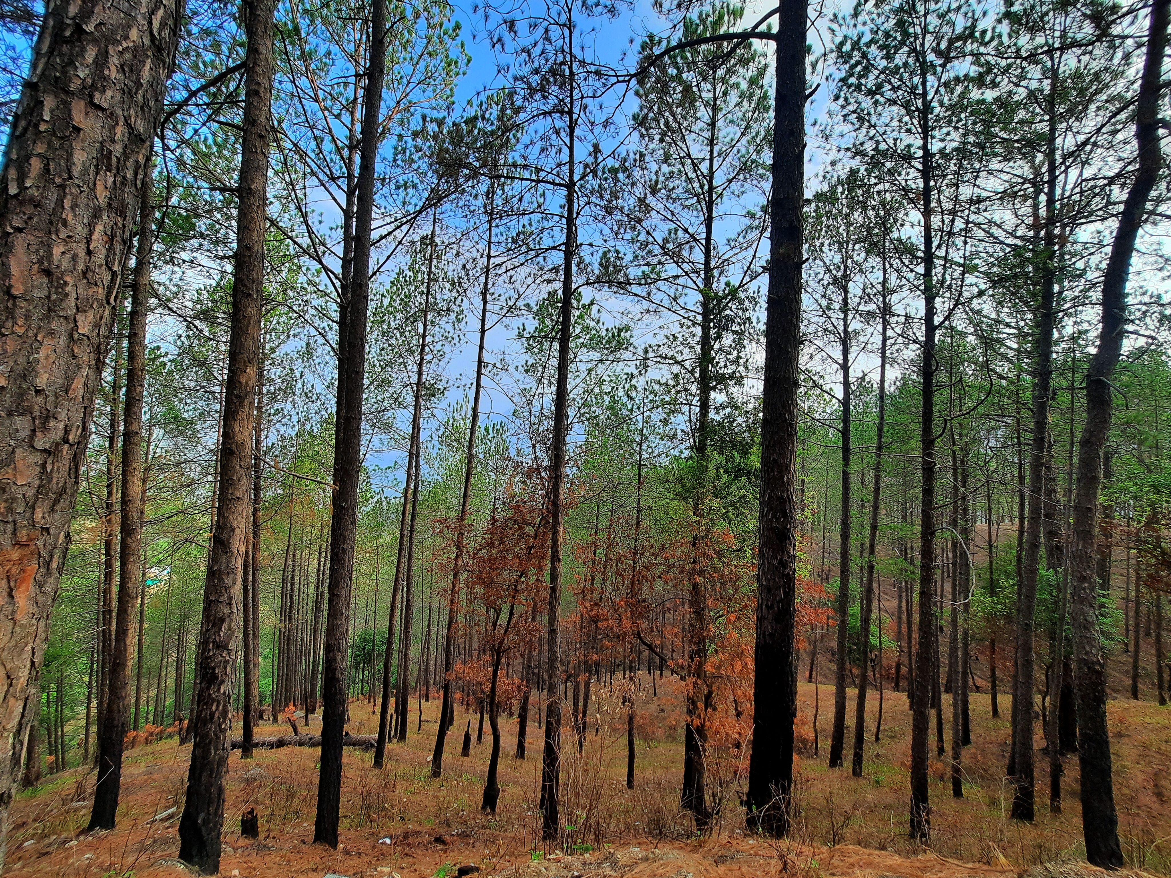 The Urban Escape Harmony | Hillside Duplex Family Cottage With Views Near Trekking points - Image 4