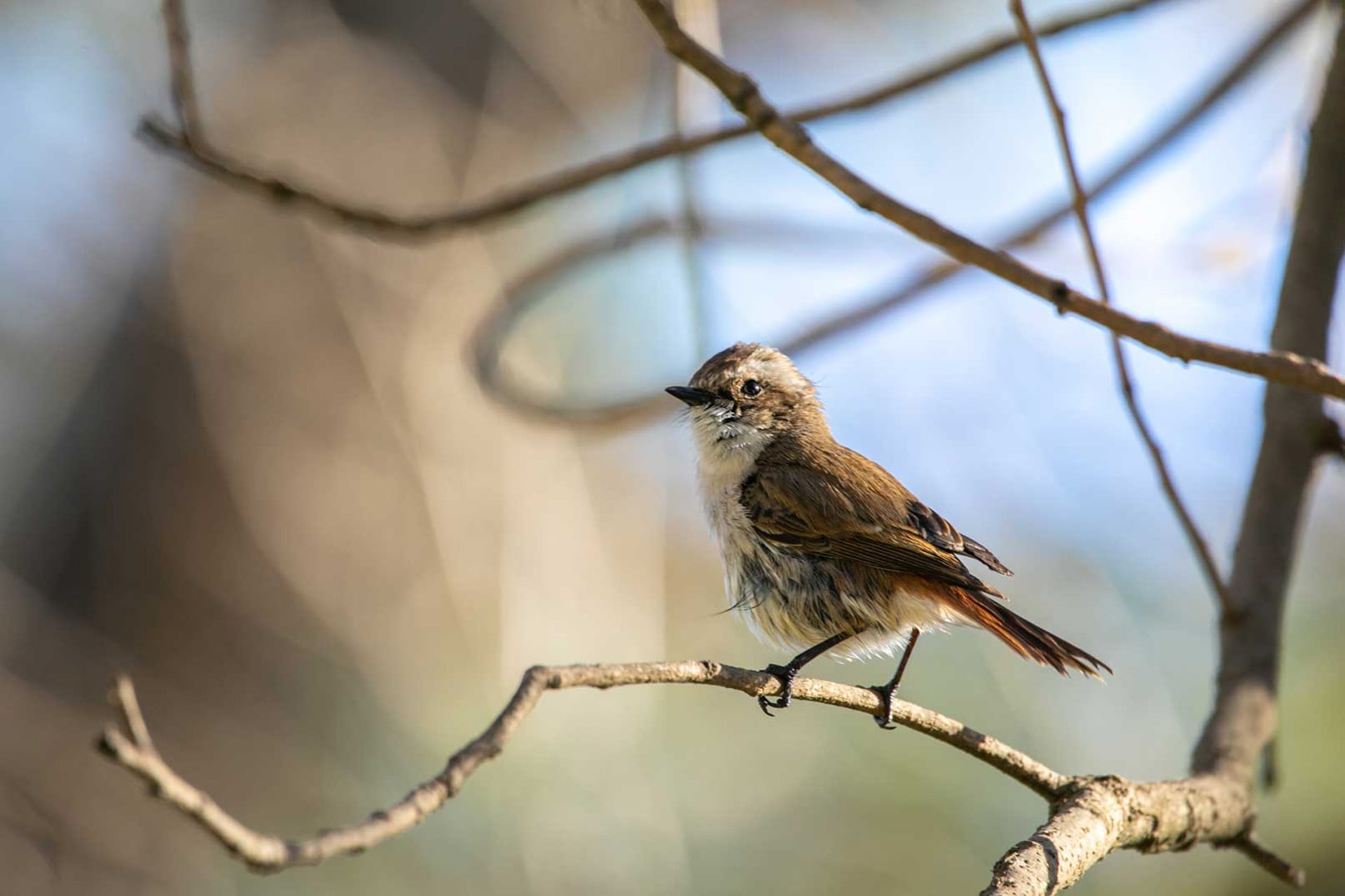 Padam Hill - Image 5